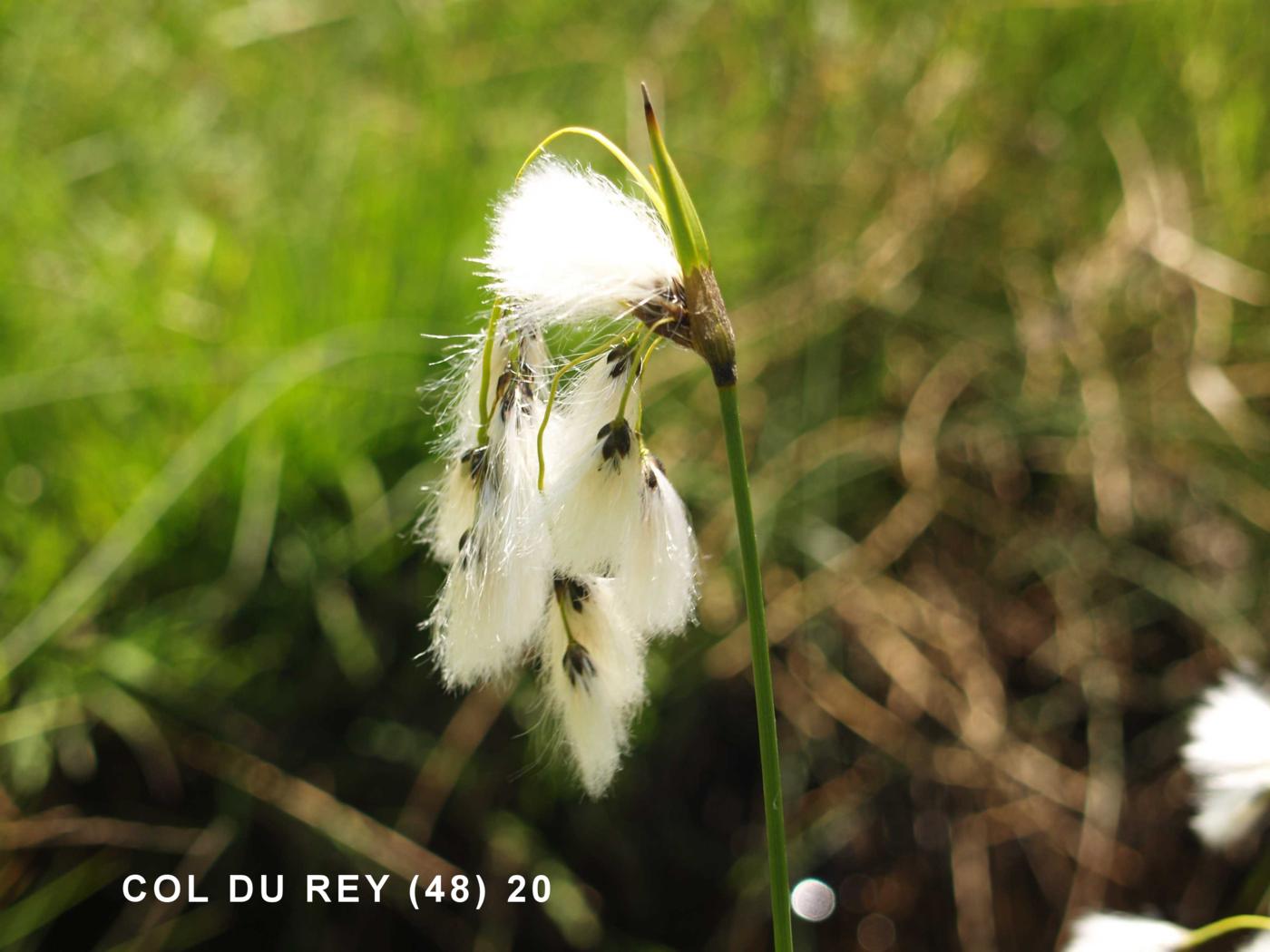 Cotton Grass, Broad-leaved flower